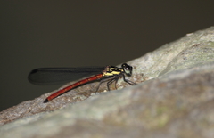 Rhinocypha pagenstecheri timorana