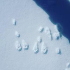 Sylvilagus nuttallii