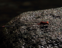 Pseudagrion pilidorsum declaratum