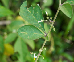 Solanum jamaicense