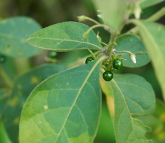 Solanum jamaicense
