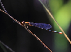 Pseudagrion pilidorsum declaratum