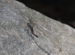 Onychargia atrocyana