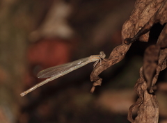 Onychargia atrocyana