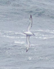 Pterodroma cookii