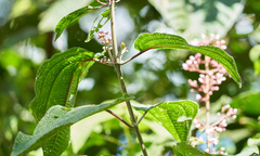 Miconia subcrustulata