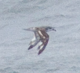Pterodroma cookii
