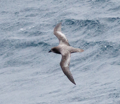 Pterodroma ultima
