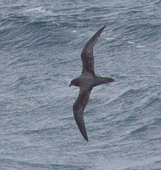 Pterodroma ultima