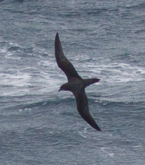 Pterodroma ultima