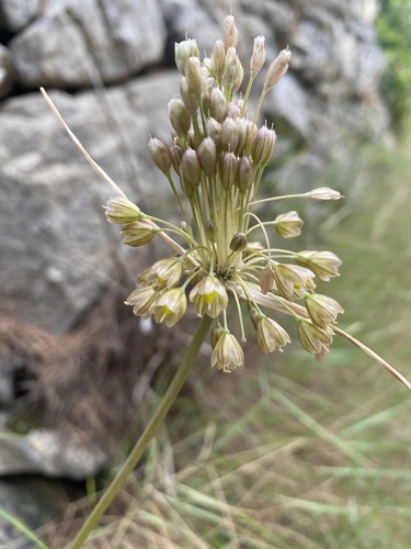 Allium longispathum Redouté