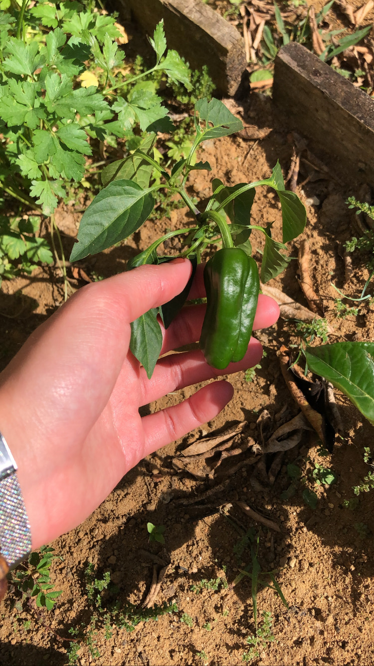 Capsicum annuum