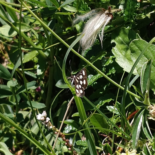 Anania funebris