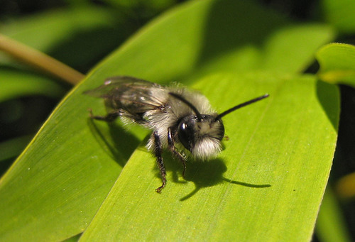 Ashy Mining Bee