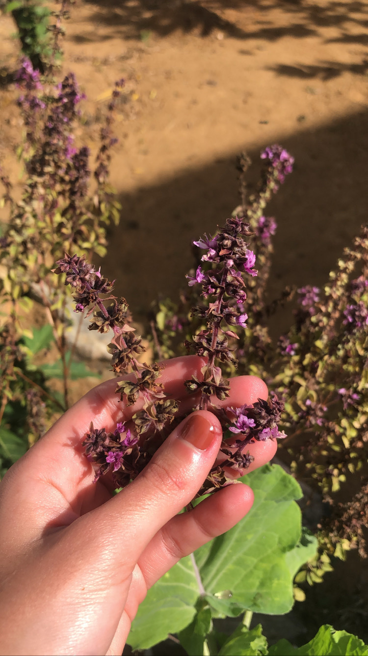 Ocimum basilicum