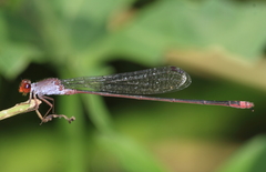 Pseudagrion pruinosum