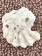 Plicatula gibbosa
