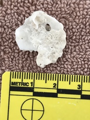 Plicatula gibbosa