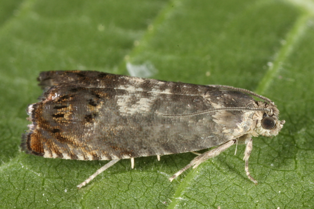 Beech-mast Piercer