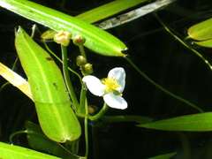Sagittaria natans
