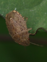 Discocephalessa notulata