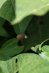 Discocephalessa notulata