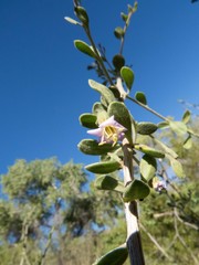Lycium exsertum
