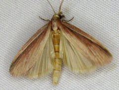 Peoria gematella