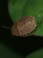 Discocephalessa notulata