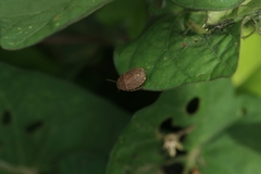 Discocephalessa notulata