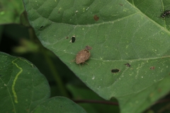 Discocephalessa notulata