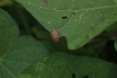 Discocephalessa notulata
