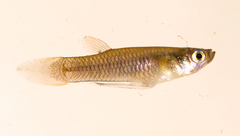 Priapichthys panamensis