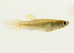 Priapichthys panamensis