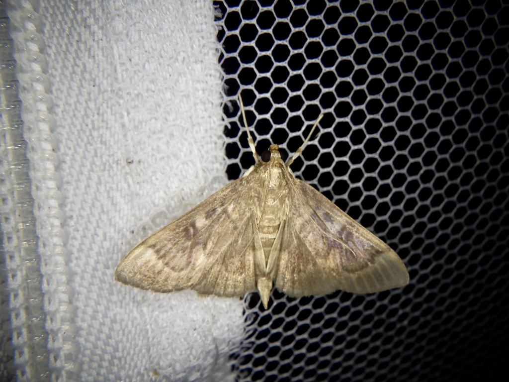 Syllepte fuscoinvalidalis