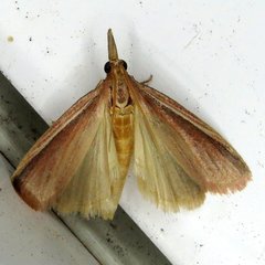 Peoria gematella