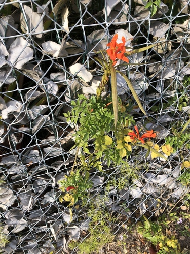 Tecoma capensis image