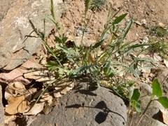 Sisymbrium orientale