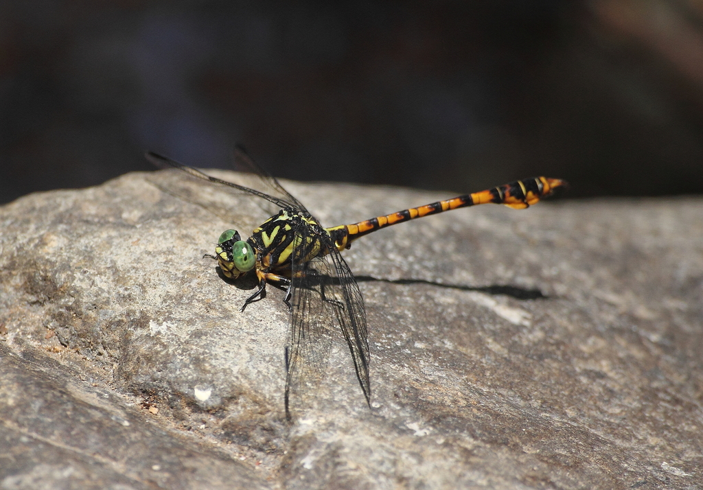 Paragomphus flavohamatus
