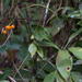 Dracaena elliptica - Photo (c) Thomas Calame, algunos derechos reservados (CC BY-NC), subido por Thomas Calame