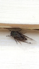 Amphipsalta zelandica