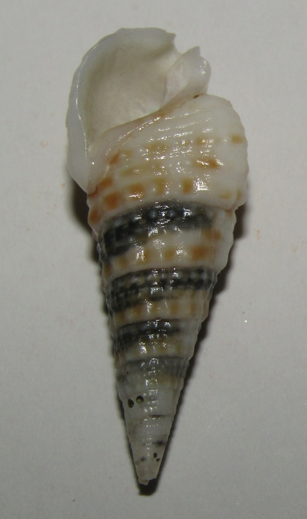 Ochetoclava gemmata