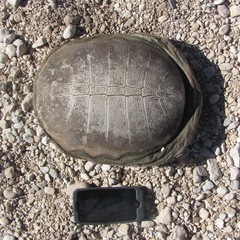 Apalone spinifera emoryi