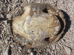 Apalone spinifera emoryi