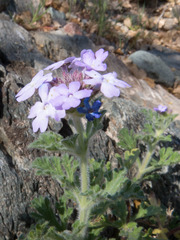 Glandularia gooddingii