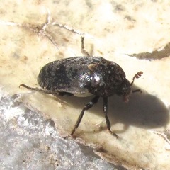 Dermestes caninus