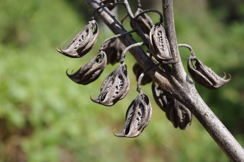Cat's Claw