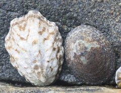 Lottia paradigitalis