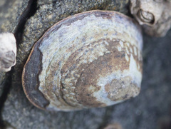 Lottia paradigitalis