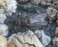 Oedoparena